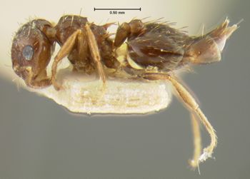 Media type: image; Entomology 20811   Aspect: habitus lateral view